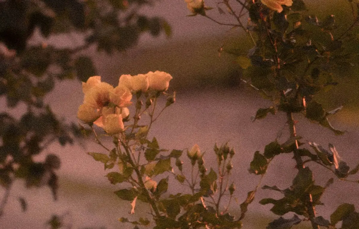 Gedrucktes Ticketmotiv: die Rosen in der Abenddämmerung aus dem Seitenkopf